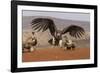 Lappetfaced vulture (Torgos tracheliotos) intimidating whitebacked vulture for food, KwaZulu-Natal-Ann and Steve Toon-Framed Photographic Print