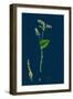 Lapsana Communis; Common Nipple-Wort-null-Framed Giclee Print