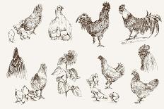 Chicken Breeding-lapuma-Art Print