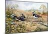 Lapwing Family with Goldfinches-Carl Donner-Mounted Giclee Print