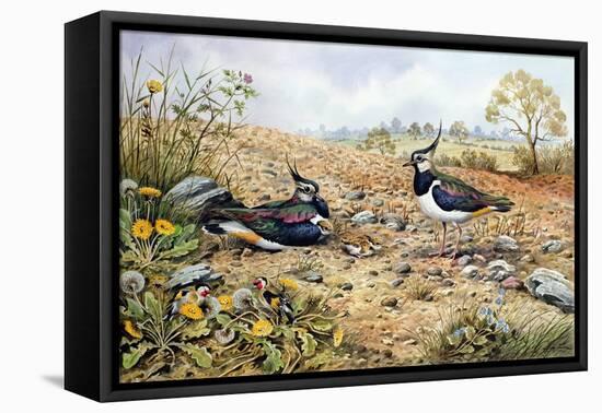 Lapwing Family with Goldfinches-Carl Donner-Framed Stretched Canvas