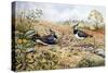 Lapwing Family with Goldfinches-Carl Donner-Stretched Canvas