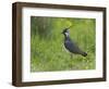 Lapwing in upland hay meadow, Upper Teesdale, England-Andy Sands-Framed Photographic Print