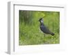 Lapwing in upland hay meadow, Upper Teesdale, England-Andy Sands-Framed Photographic Print