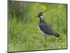 Lapwing in upland hay meadow, Upper Teesdale, England-Andy Sands-Mounted Photographic Print