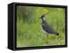 Lapwing in upland hay meadow, Upper Teesdale, England-Andy Sands-Framed Stretched Canvas