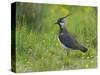 Lapwing in upland hay meadow, Upper Teesdale, England-Andy Sands-Stretched Canvas