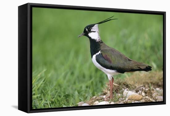 Lapwing Male in Breeding Territory-null-Framed Stretched Canvas