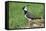 Lapwing Male in Breeding Territory-null-Framed Stretched Canvas