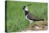 Lapwing Male in Breeding Territory-null-Stretched Canvas