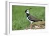 Lapwing Male in Breeding Territory-null-Framed Photographic Print