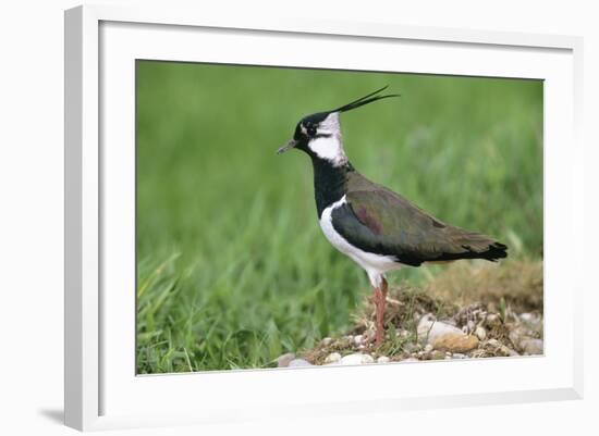 Lapwing Male in Breeding Territory-null-Framed Photographic Print