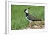 Lapwing Male in Breeding Territory-null-Framed Photographic Print