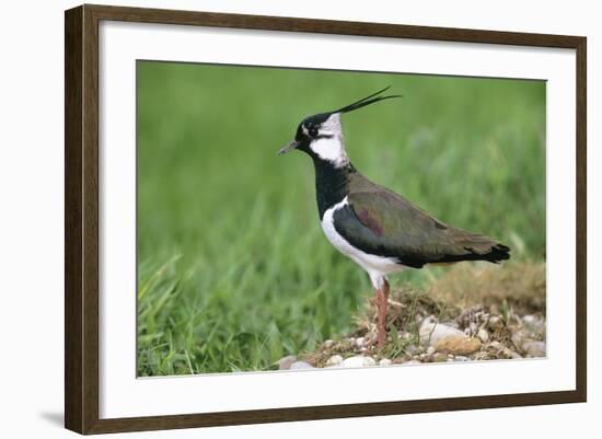 Lapwing Male in Breeding Territory-null-Framed Photographic Print