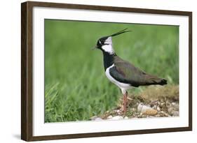 Lapwing Male in Breeding Territory-null-Framed Photographic Print