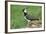 Lapwing Male in Breeding Territory-null-Framed Photographic Print