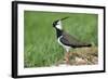 Lapwing Male in Breeding Territory-null-Framed Photographic Print