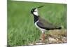 Lapwing Male in Breeding Territory-null-Mounted Photographic Print