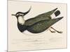 Lapwing or Peewit (Vanellus Vanellus)-null-Mounted Art Print