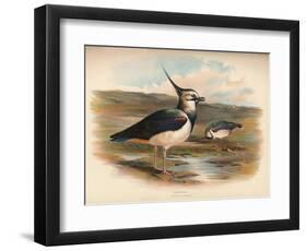 Lapwing (Vanellus cristacus), 1900, (1900)-Charles Whymper-Framed Giclee Print