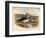 Lapwing (Vanellus cristacus), 1900, (1900)-Charles Whymper-Framed Giclee Print