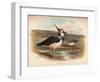 Lapwing (Vanellus cristacus), 1900, (1900)-Charles Whymper-Framed Giclee Print