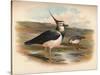 Lapwing (Vanellus cristacus), 1900, (1900)-Charles Whymper-Stretched Canvas