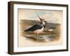 Lapwing (Vanellus cristacus), 1900, (1900)-Charles Whymper-Framed Giclee Print