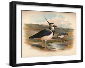 Lapwing (Vanellus cristacus), 1900, (1900)-Charles Whymper-Framed Giclee Print