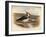 Lapwing (Vanellus cristacus), 1900, (1900)-Charles Whymper-Framed Giclee Print