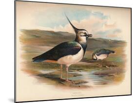 Lapwing (Vanellus cristacus), 1900, (1900)-Charles Whymper-Mounted Giclee Print