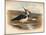 Lapwing (Vanellus cristacus), 1900, (1900)-Charles Whymper-Mounted Giclee Print