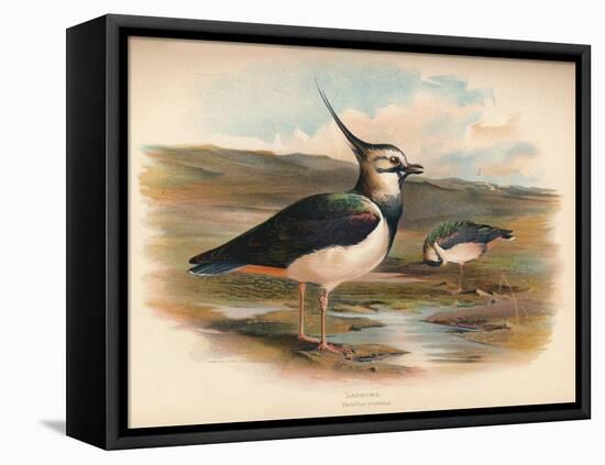 Lapwing (Vanellus cristacus), 1900, (1900)-Charles Whymper-Framed Stretched Canvas
