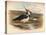 Lapwing (Vanellus cristacus), 1900, (1900)-Charles Whymper-Stretched Canvas