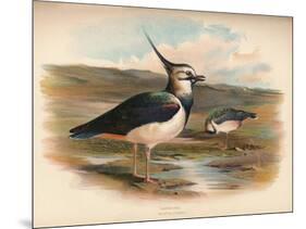 Lapwing (Vanellus cristacus), 1900, (1900)-Charles Whymper-Mounted Giclee Print