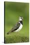 Lapwing (Vanellus Vanellus) Adult in Breeding Plumage, Scotland, UK, June-Mark Hamblin-Stretched Canvas