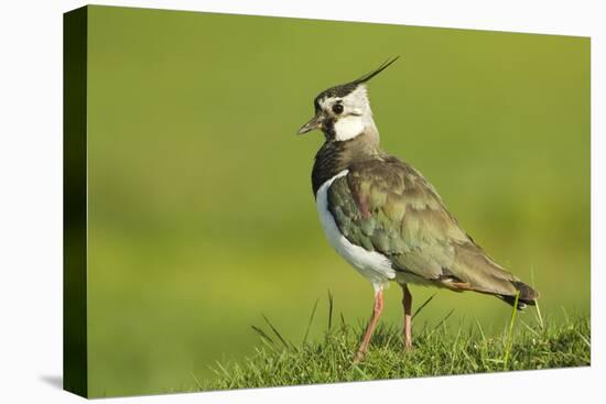 Lapwing (Vanellus Vanellus) Adult in Breeding Plumage, Scotland, UK, June-Mark Hamblin-Stretched Canvas