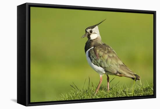 Lapwing (Vanellus Vanellus) Adult in Breeding Plumage, Scotland, UK, June-Mark Hamblin-Framed Stretched Canvas