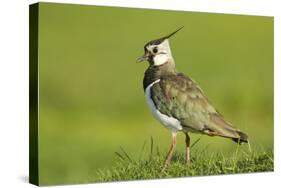 Lapwing (Vanellus Vanellus) Adult in Breeding Plumage, Scotland, UK, June-Mark Hamblin-Stretched Canvas