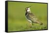 Lapwing (Vanellus Vanellus) Adult in Breeding Plumage, Scotland, UK, June-Mark Hamblin-Framed Stretched Canvas