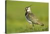 Lapwing (Vanellus Vanellus) Adult in Breeding Plumage, Scotland, UK, June-Mark Hamblin-Stretched Canvas