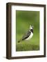 Lapwing (Vanellus Vanellus) Adult in Breeding Plumage, Scotland, UK, June-Mark Hamblin-Framed Photographic Print