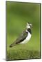 Lapwing (Vanellus Vanellus) Adult in Breeding Plumage, Scotland, UK, June-Mark Hamblin-Mounted Photographic Print