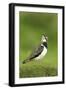 Lapwing (Vanellus Vanellus) Adult in Breeding Plumage, Scotland, UK, June-Mark Hamblin-Framed Photographic Print