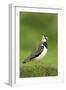 Lapwing (Vanellus Vanellus) Adult in Breeding Plumage, Scotland, UK, June-Mark Hamblin-Framed Photographic Print