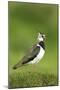 Lapwing (Vanellus Vanellus) Adult in Breeding Plumage, Scotland, UK, June-Mark Hamblin-Mounted Photographic Print