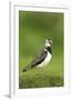 Lapwing (Vanellus Vanellus) Adult in Breeding Plumage, Scotland, UK, June-Mark Hamblin-Framed Photographic Print