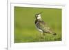 Lapwing (Vanellus Vanellus) Adult in Breeding Plumage, Scotland, UK, June-Mark Hamblin-Framed Photographic Print