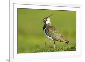 Lapwing (Vanellus Vanellus) Adult in Breeding Plumage, Scotland, UK, June-Mark Hamblin-Framed Photographic Print