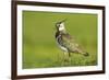 Lapwing (Vanellus Vanellus) Adult in Breeding Plumage, Scotland, UK, June-Mark Hamblin-Framed Photographic Print